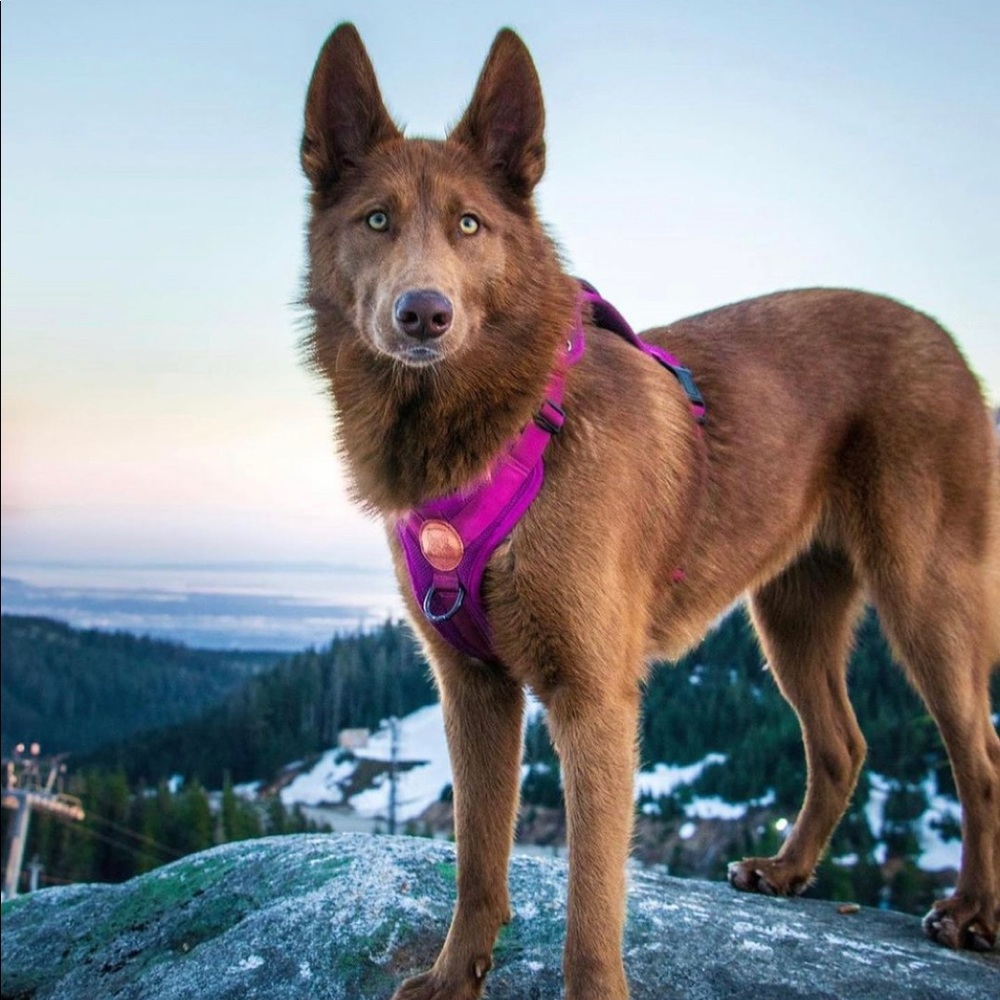 Wilderdog Dog Harness Medium Berry purple collar